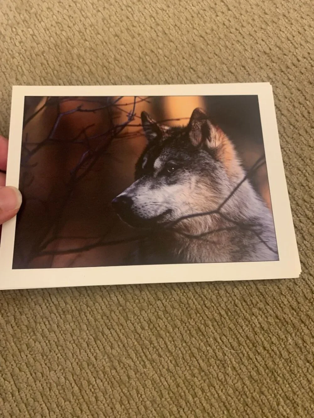 Lot of 5 Defenders of Wildlife Wolf Blank Greeting Cards Jim Brandenburg